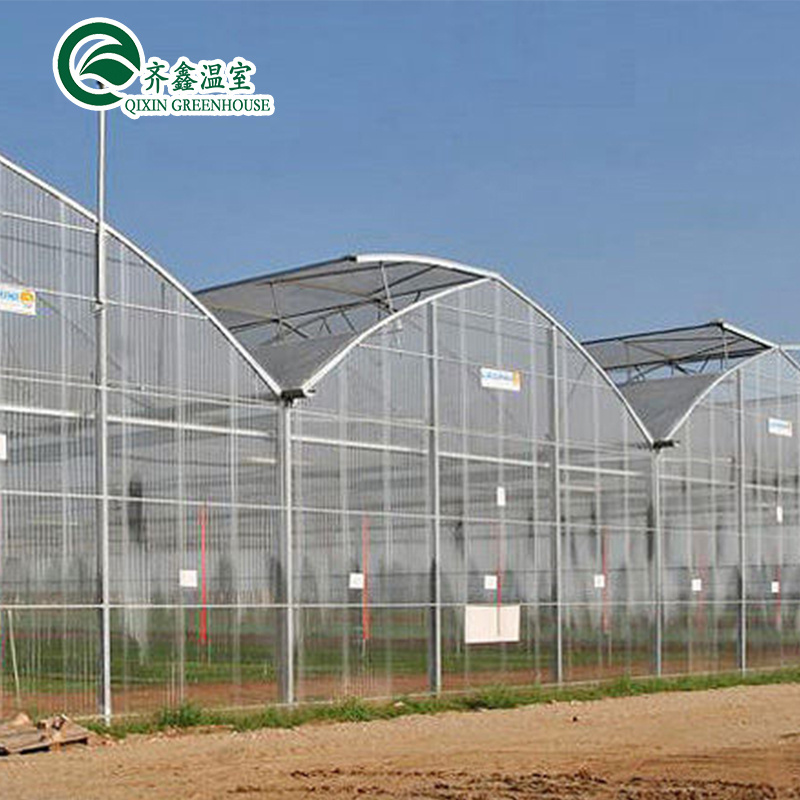 Tomato Greenhouse Manufacturers In Pakistan With Dutch Bucket