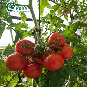 Tomato Greenhouse Manufacturers In Pakistan With Dutch Bucket