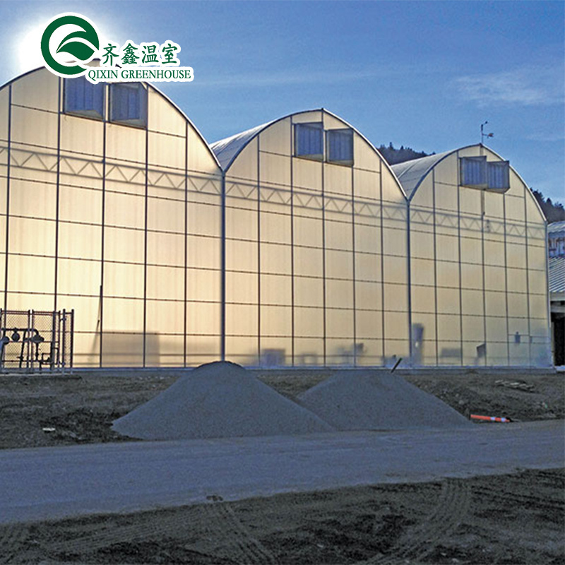 Tomato Greenhouse Manufacturers In Pakistan With Dutch Bucket