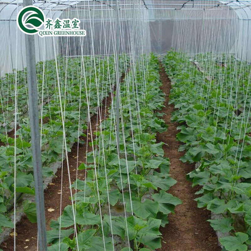 Tomato Greenhouse Manufacturers In Pakistan With Dutch Bucket