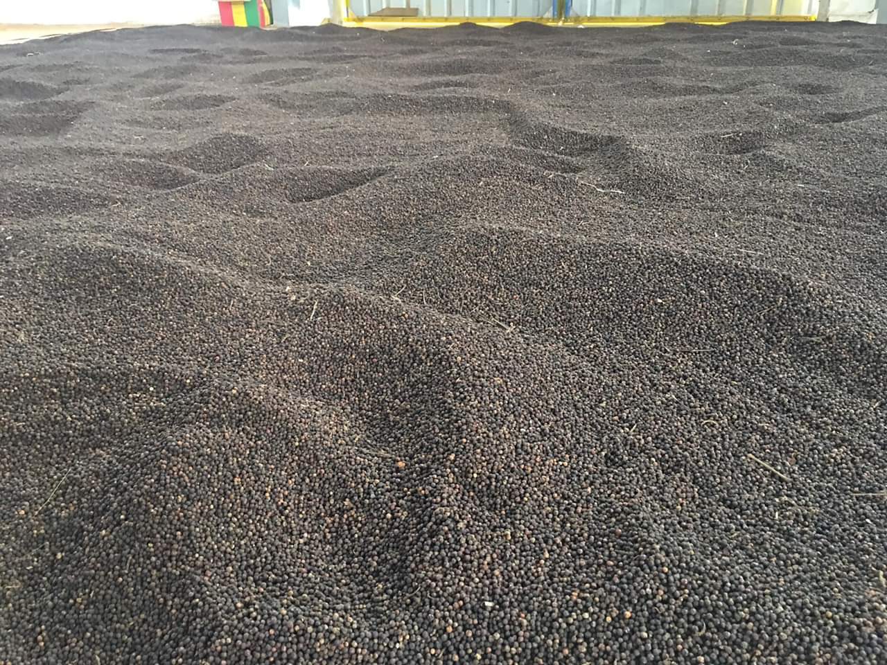 All grades of BLACK PEPPER, WHITE PEPPER with best price from Vietnam ASTA FAQ standard wholesale single spices