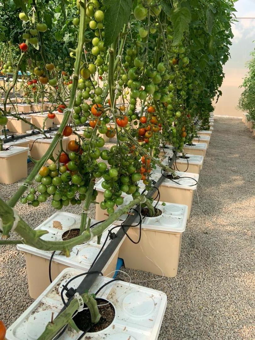 Repeated Planting Cycled Dutch Bucket For Hydroponic Growing Systems