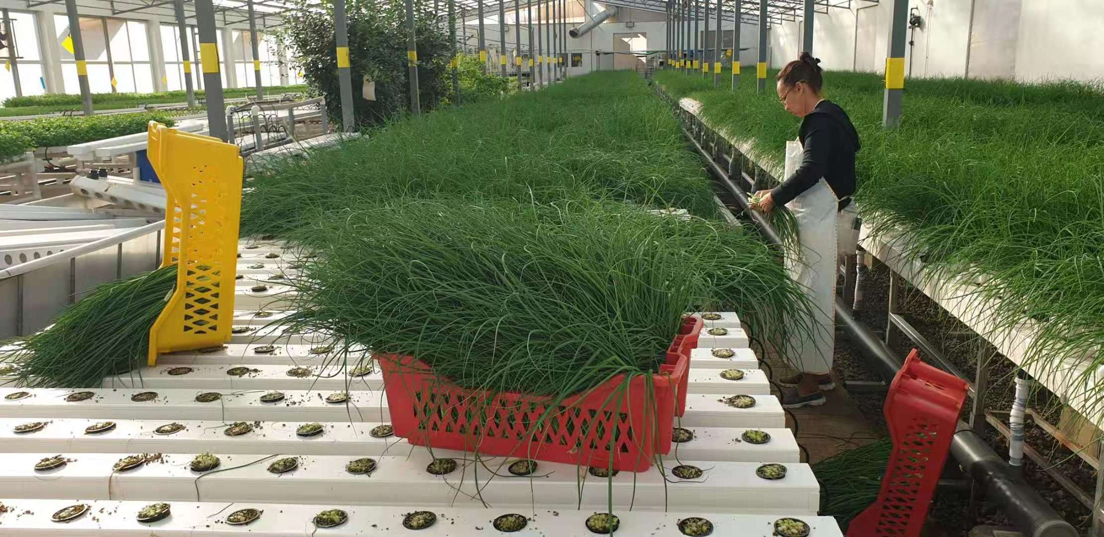 Nursery Greenhouse With Vertical Aeroponics System Piping Type hydroponic grow system NFT Farm hydroponic system