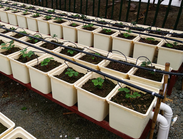 Repeated Planting Cycled Dutch Bucket For Hydroponic Growing Systems