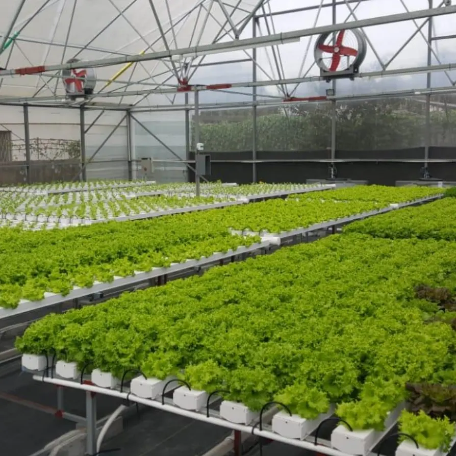 Hydroponic growing systems pvc channel hydroponic nft growing systems for far hydroponic dutch bucket system