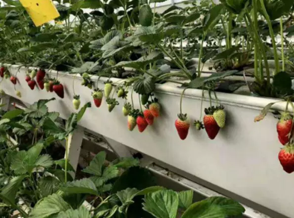 PVC NFT Gutter/Channel For Strawberry Eco-Friendly Hydroponic Vertical Growing System