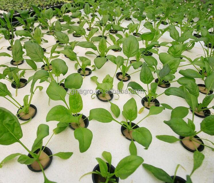 DWC float Rafts Growing System XPS Hydroponics Lettuce Planting Plate Hydroponics Vegetable