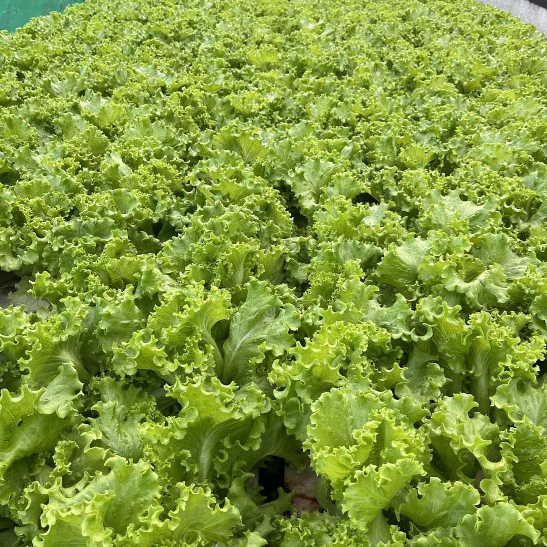 DWC hydroponic floating raft growing bed to grow vegetables hydroponic grow box indoor hydroponic garden grow