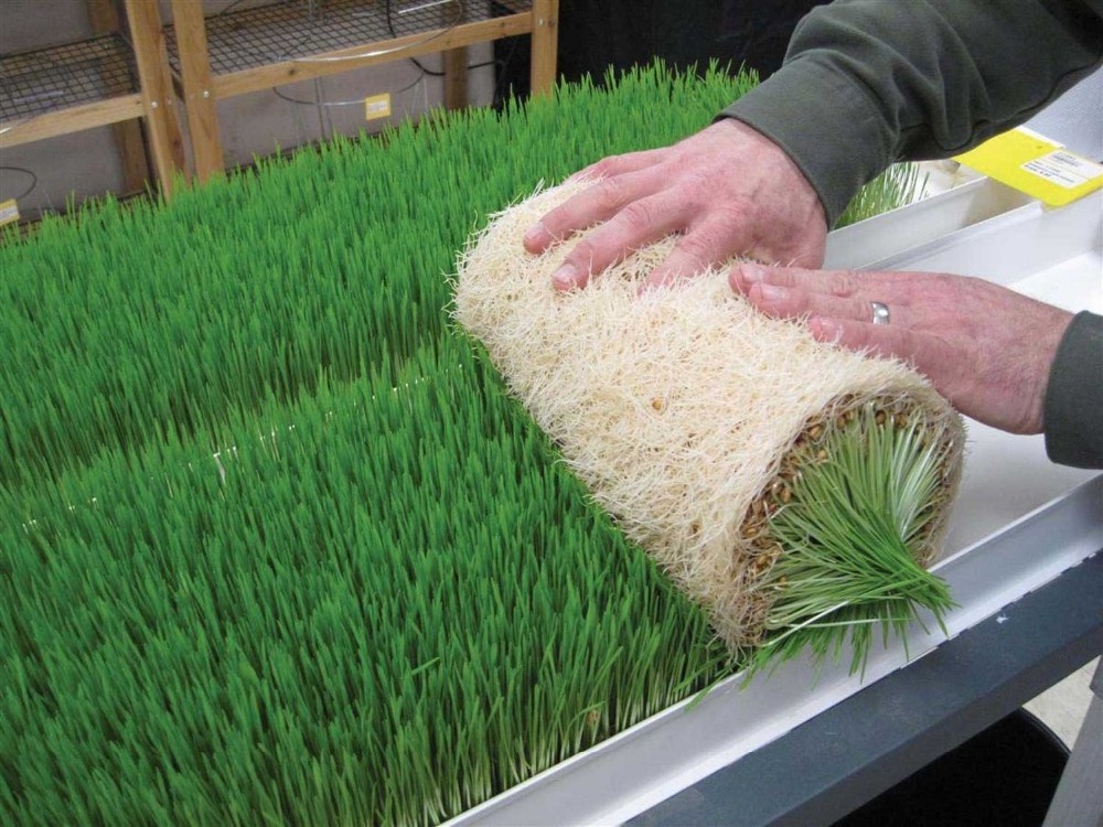 Hydroponic Barley Fodder Fodder Tray Plastic Seedling Tray Hydroponics Barley Hydroponic Fodder Gutter