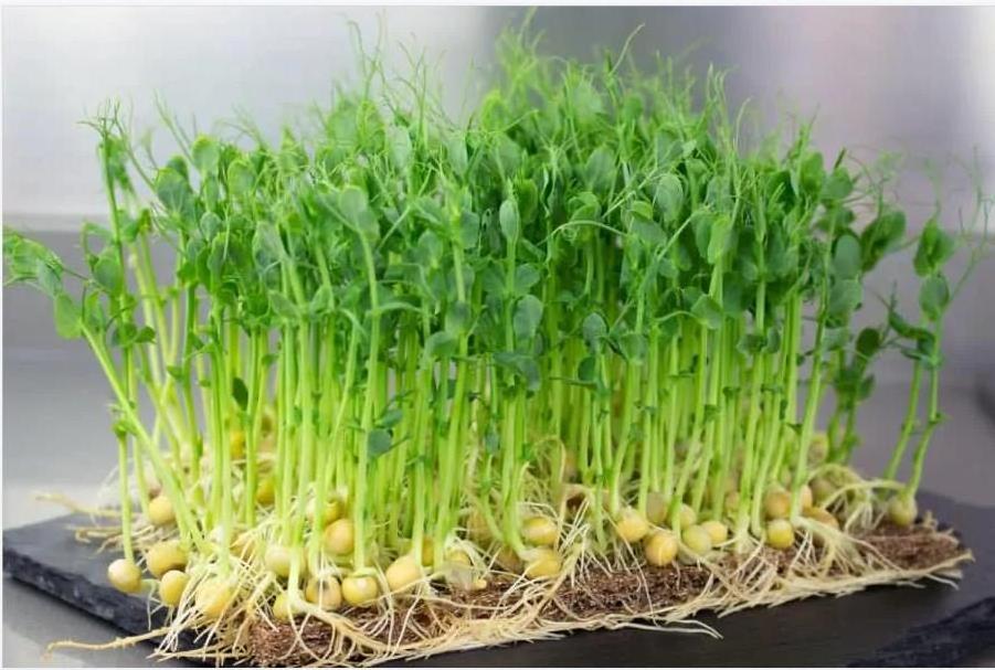 Hot Sale Outdoor Biodegradable Jute Felt Grow Mat Coconut Coir Microgreen Seedling Hydroponic Growing Mats