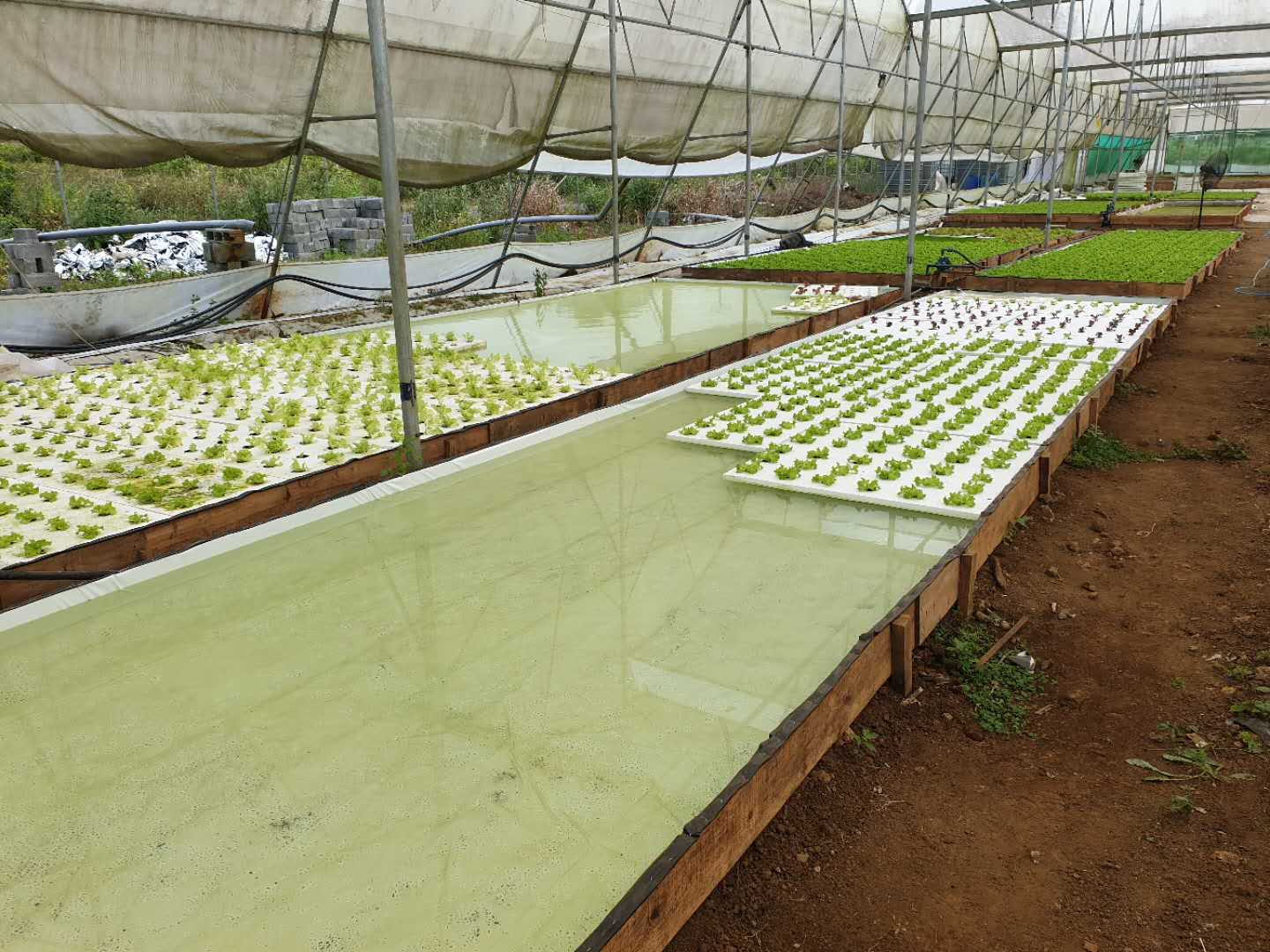 DWC float Rafts Growing System XPS Hydroponics Lettuce Planting Plate Hydroponics Vegetable