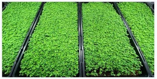 Hot Sale Outdoor Biodegradable Jute Felt Grow Mat Coconut Coir Microgreen Seedling Hydroponic Growing Mats