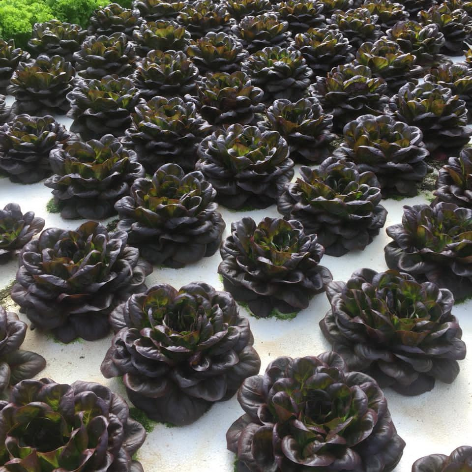 DWC hydroponic floating raft growing bed to grow vegetables hydroponic grow box indoor hydroponic garden grow