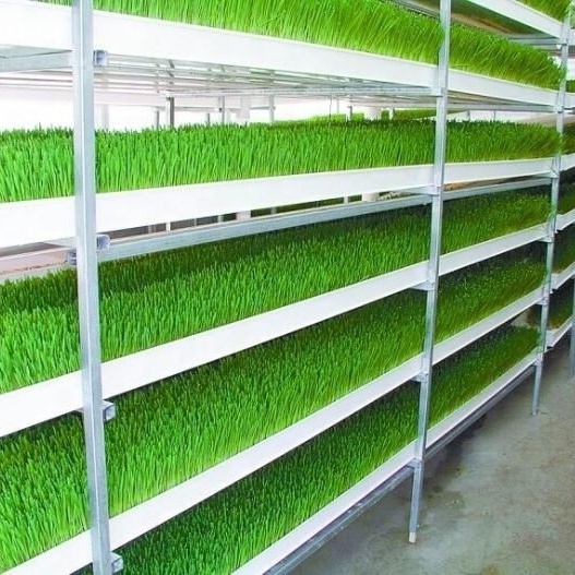 vertical farming tray animal feed microgreen barley hydroponics growing system hydroponic fodder gutter pvc system