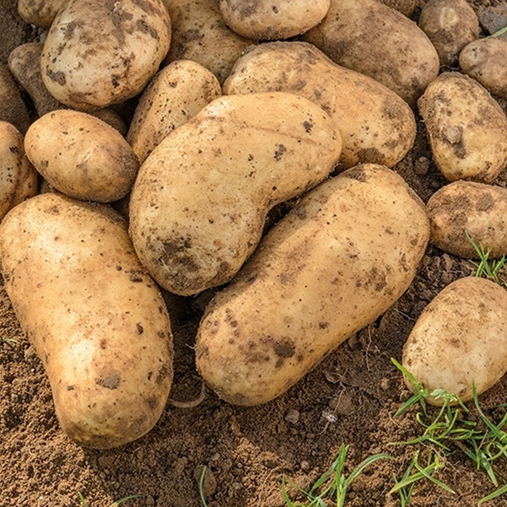 Light Weight Mozika Potatoes Fresh Mozika Potatoes Made In High Quality Mozika Potatoes