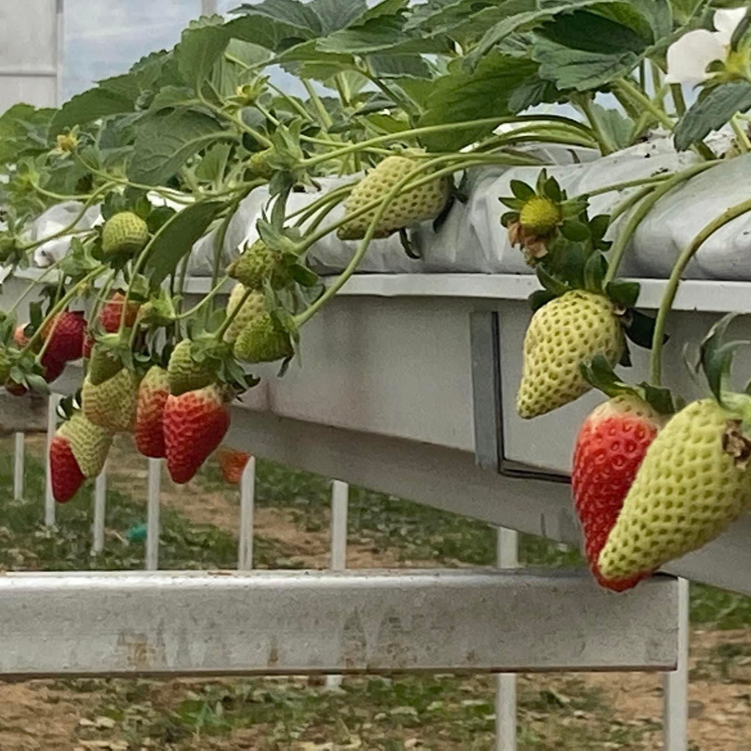 Multi-Span Agricultural Greenhouse plastic grow gutter for tomatoes strawberry