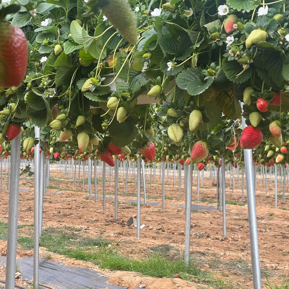 Agricultural soilless culture and substrate system planting PVC gutter