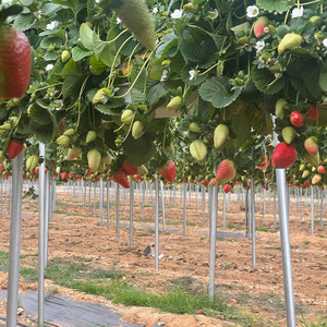 Agricultural soilless culture and substrate system planting PVC gutter