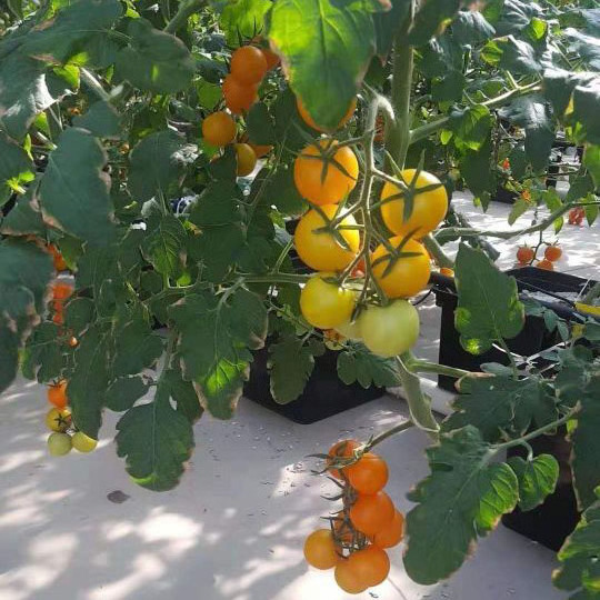 Complete Garden Hydroponic Tomato Dutch Bucket Grow system Tomato Cucumber Growing Hydroponics Dutch Bucket