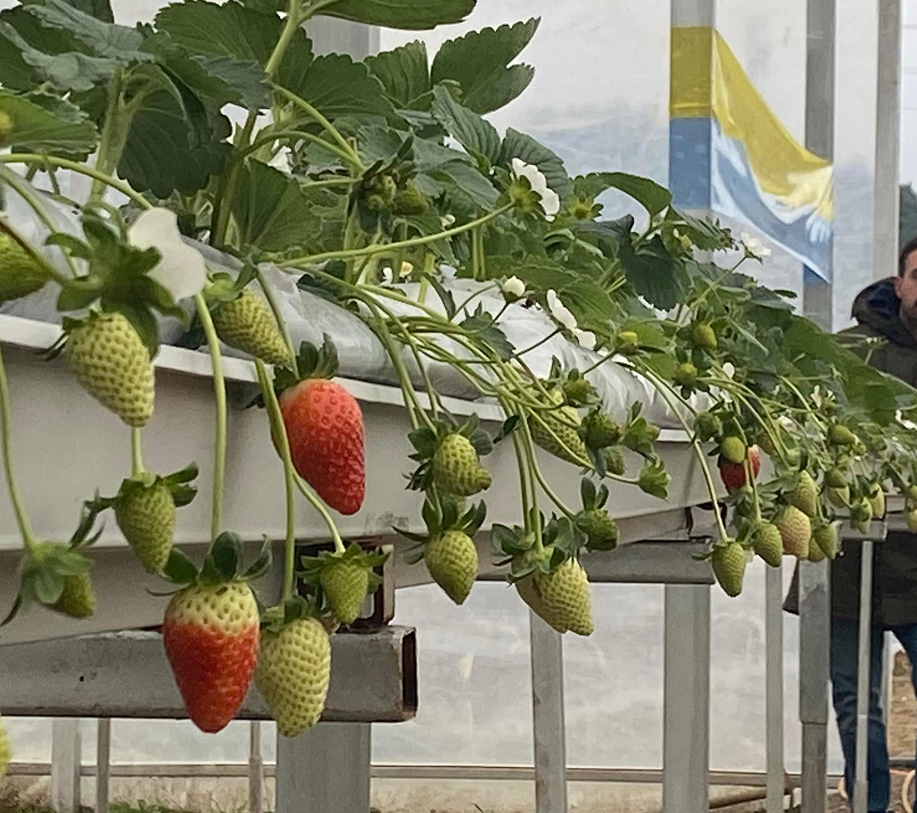 Dutch barrel Strawberry soilless cultivation growing plastic tray strawberry substrate gutter