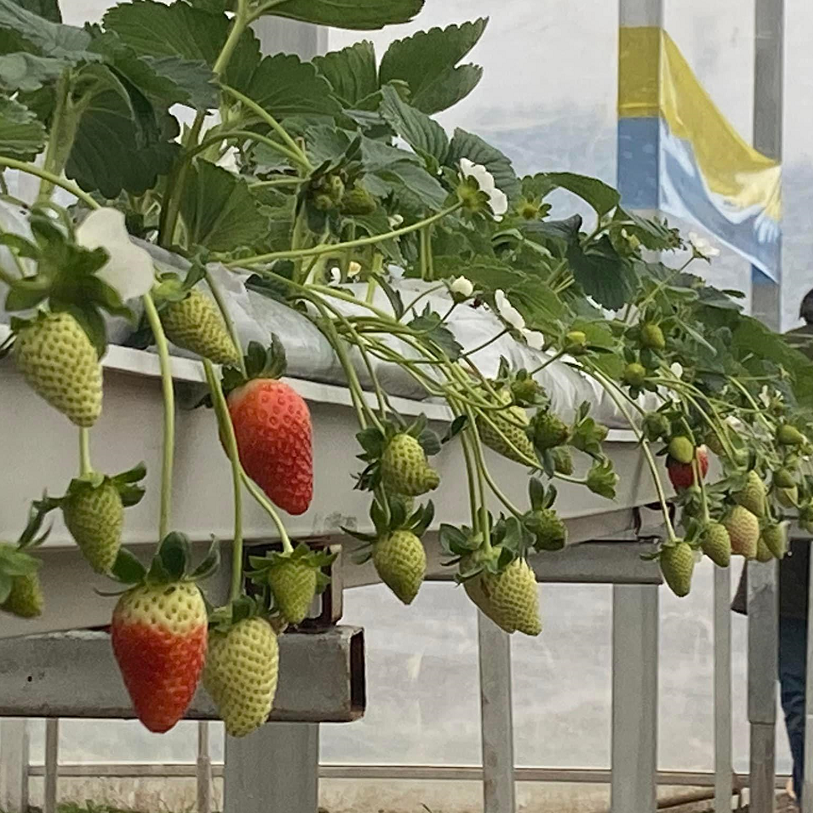 Hydroponic Gutter Hydroponic PVC Gutter Strawberry Channel Growing System