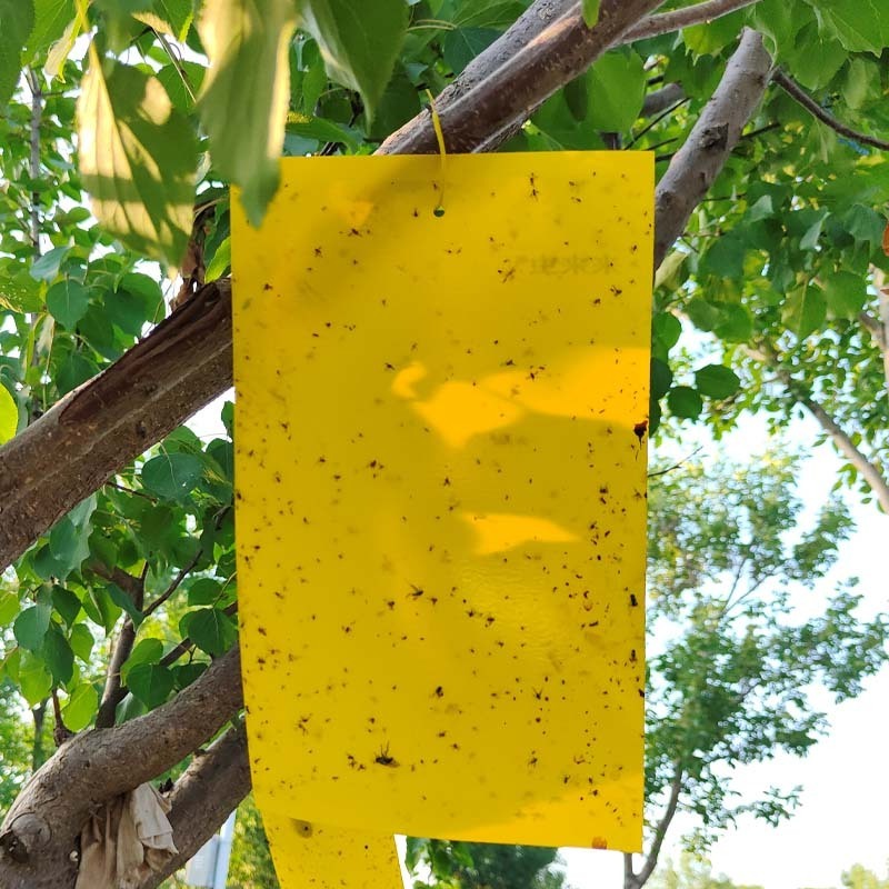 Whitefly Aphids Leaf miners Yellow Sticky Traps Paper Pads  Fruit Fly Trap Board  for Indoor/Outdoor