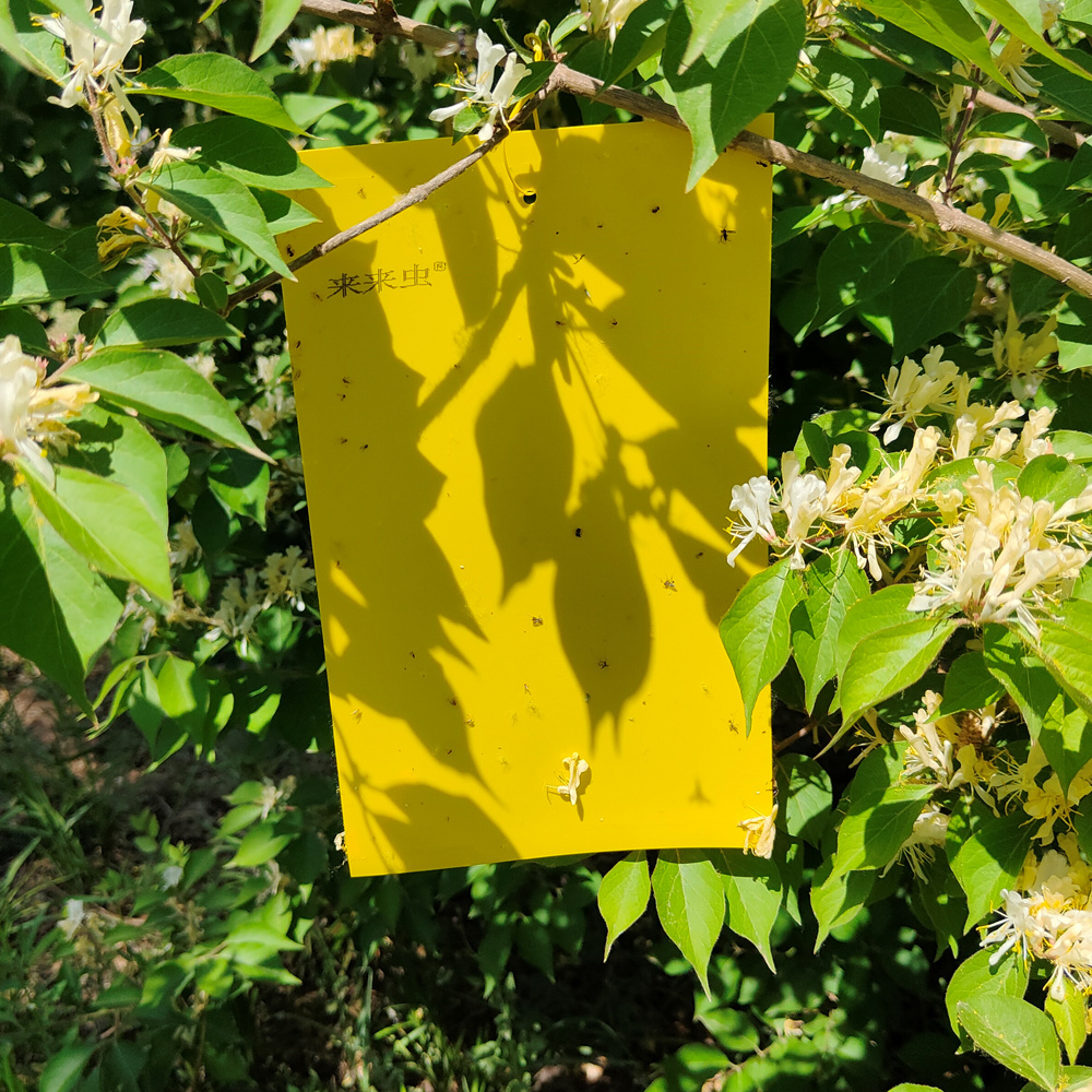 Large Yellow Sticky Insect Traps  Catch All Flying Greenhouse Pests Hanging Bugs Sticky Boards