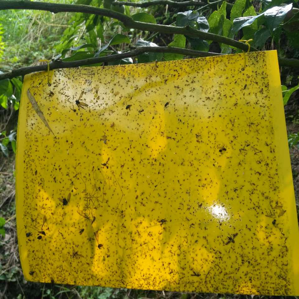 Large Yellow Sticky Insect Traps  Catch All Flying Greenhouse Pests Hanging Bugs Sticky Boards