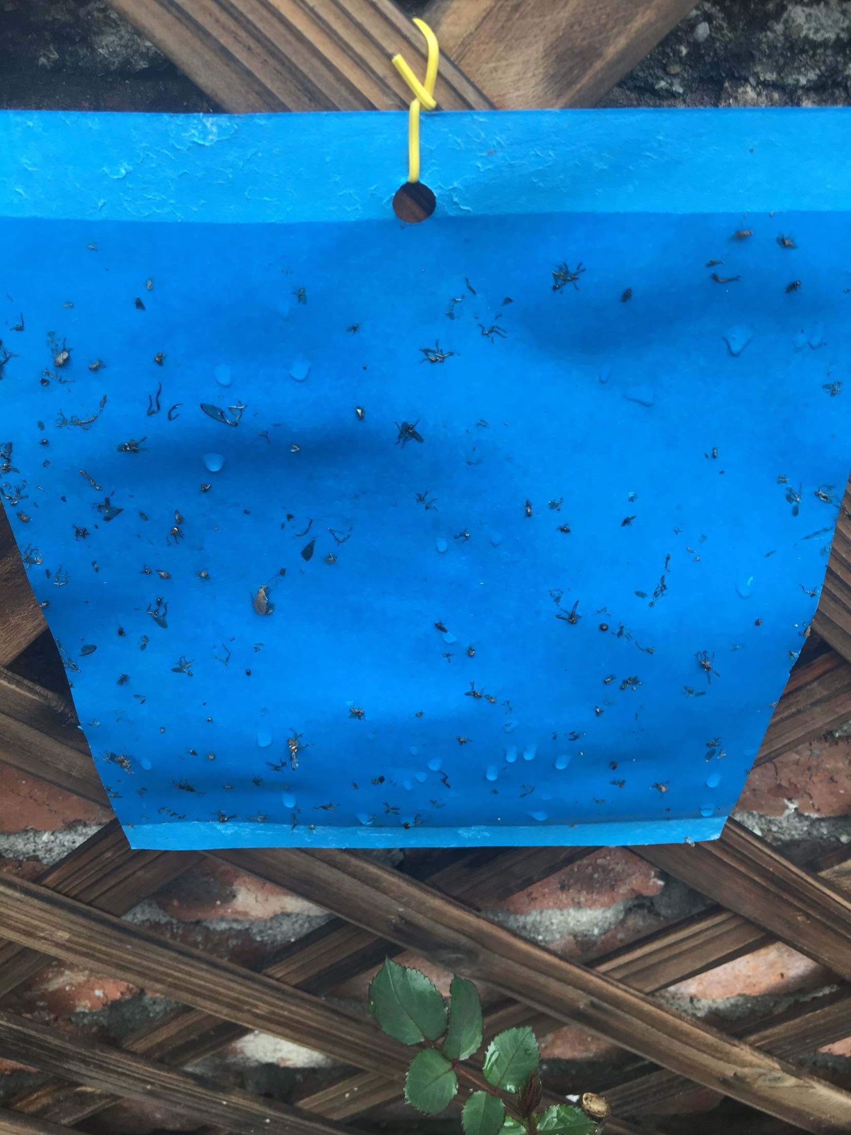 15*25CM Pest Control Products Blue Glue Boards Catchy Insects Flower Thrips Sticky Trap  Come to Insect