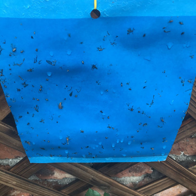 15*25CM Pest Control Products Blue Glue Boards Catchy Insects Flower Thrips Sticky Trap  Come to Insect