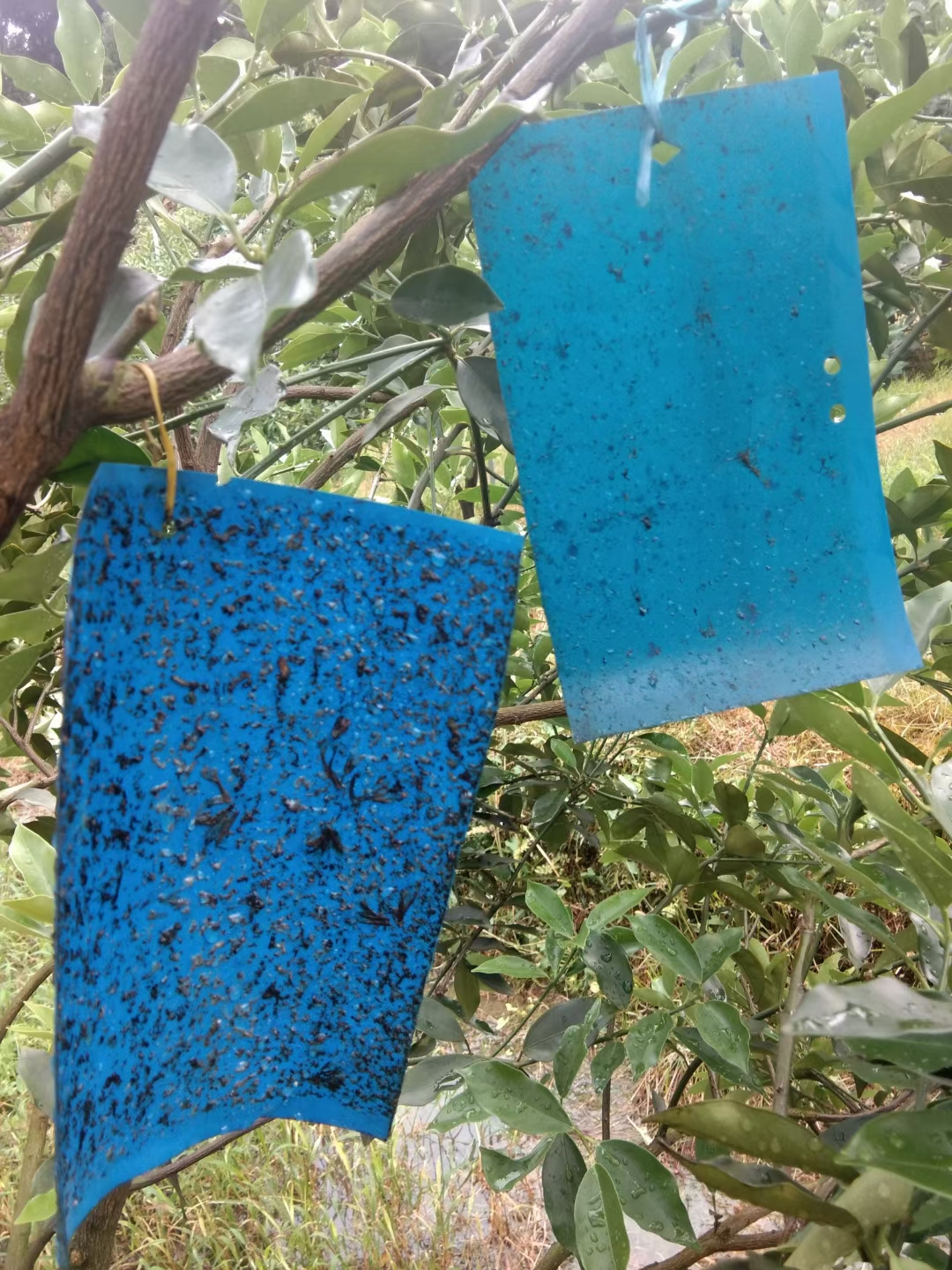 15*25CM Pest Control Products Blue Glue Boards Catchy Insects Flower Thrips Sticky Trap  Come to Insect