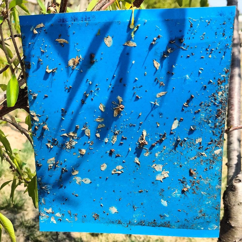 15*25CM Pest Control Products Blue Glue Boards Catchy Insects Flower Thrips Sticky Trap  Come to Insect