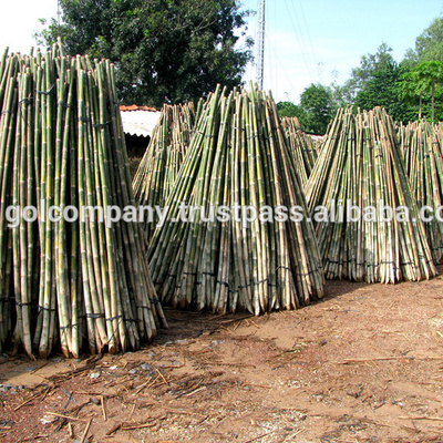 [wholesale] Bamboo raw materials - Natural Tam Vong bamboo pole solid / Bamboo thatch/ bamboo roll/