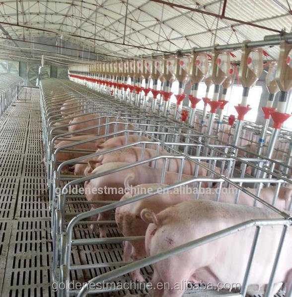 Goldenest Piggery Gestation Crate for pigs Galvanized single stall for sows