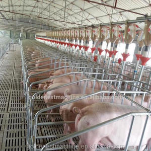 Goldenest Piggery Gestation Crate for pigs Galvanized single stall for sows