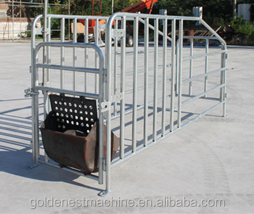 Goldenest Piggery Gestation Crate for pigs Galvanized single stall for sows