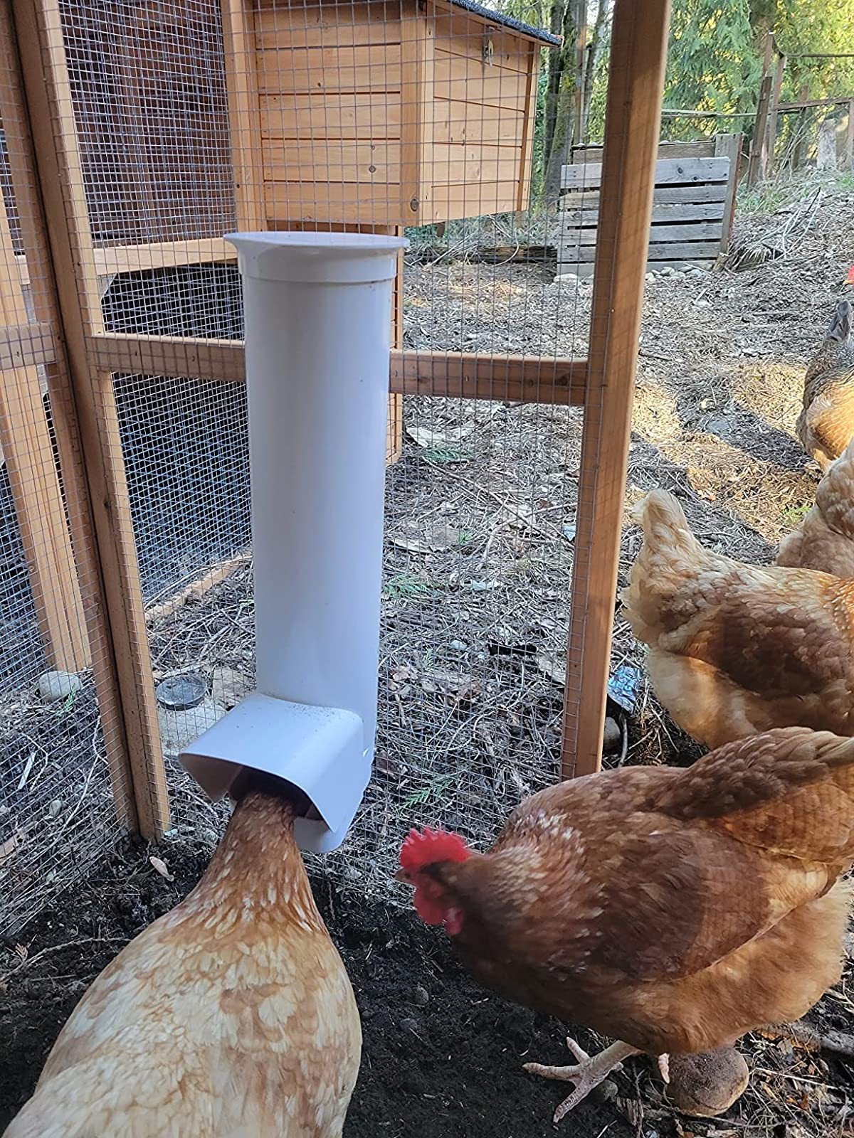 Large Chicken feeder Triple pack & Automatic Waterer PH-259