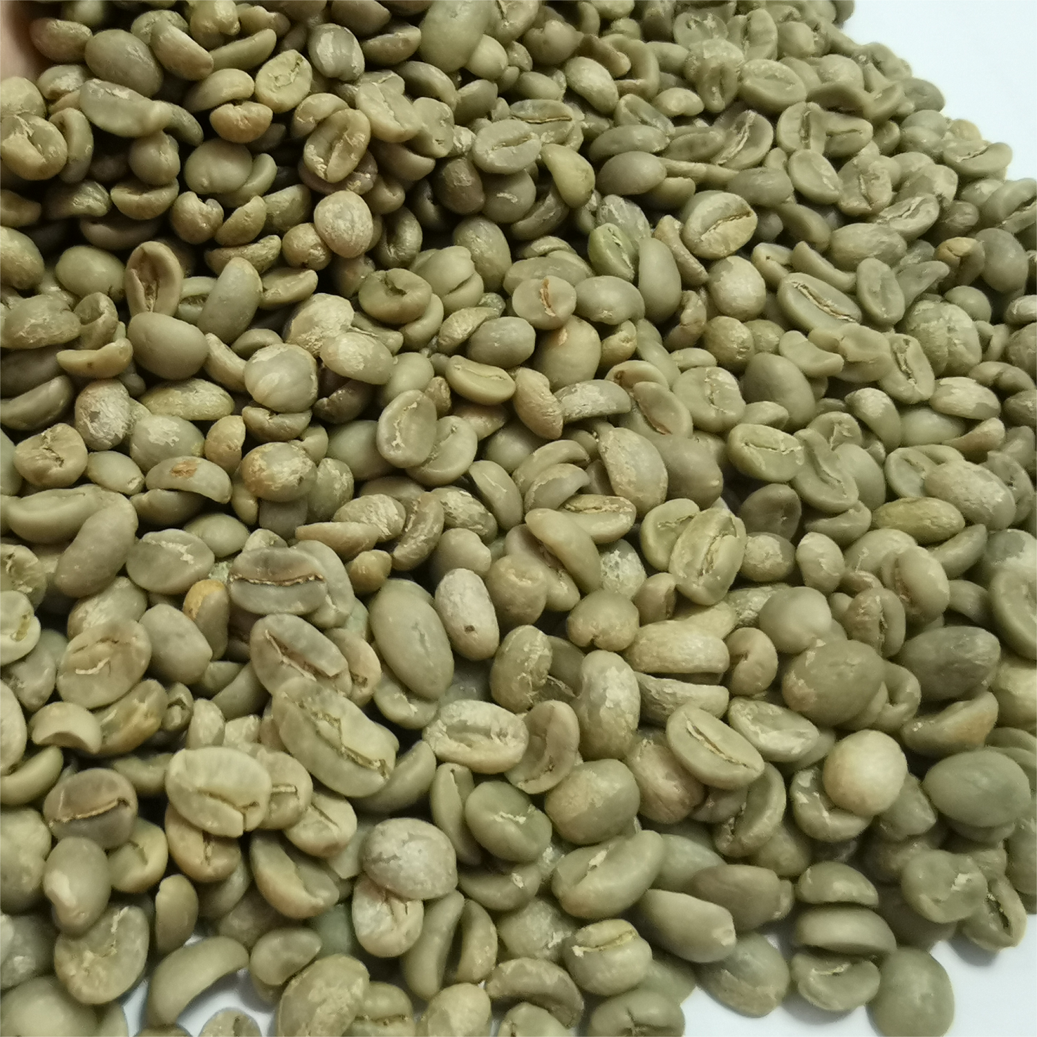 wholesale low price raw and roasted pure Arabica coffee Supply of origin coffee beans