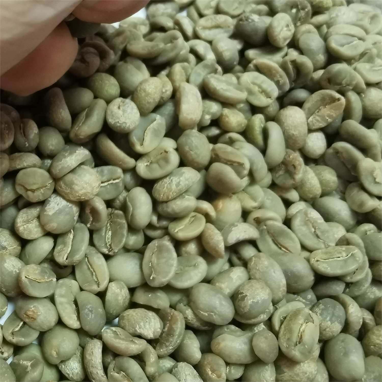 wholesale low price raw and roasted pure Arabica coffee Supply of origin coffee beans