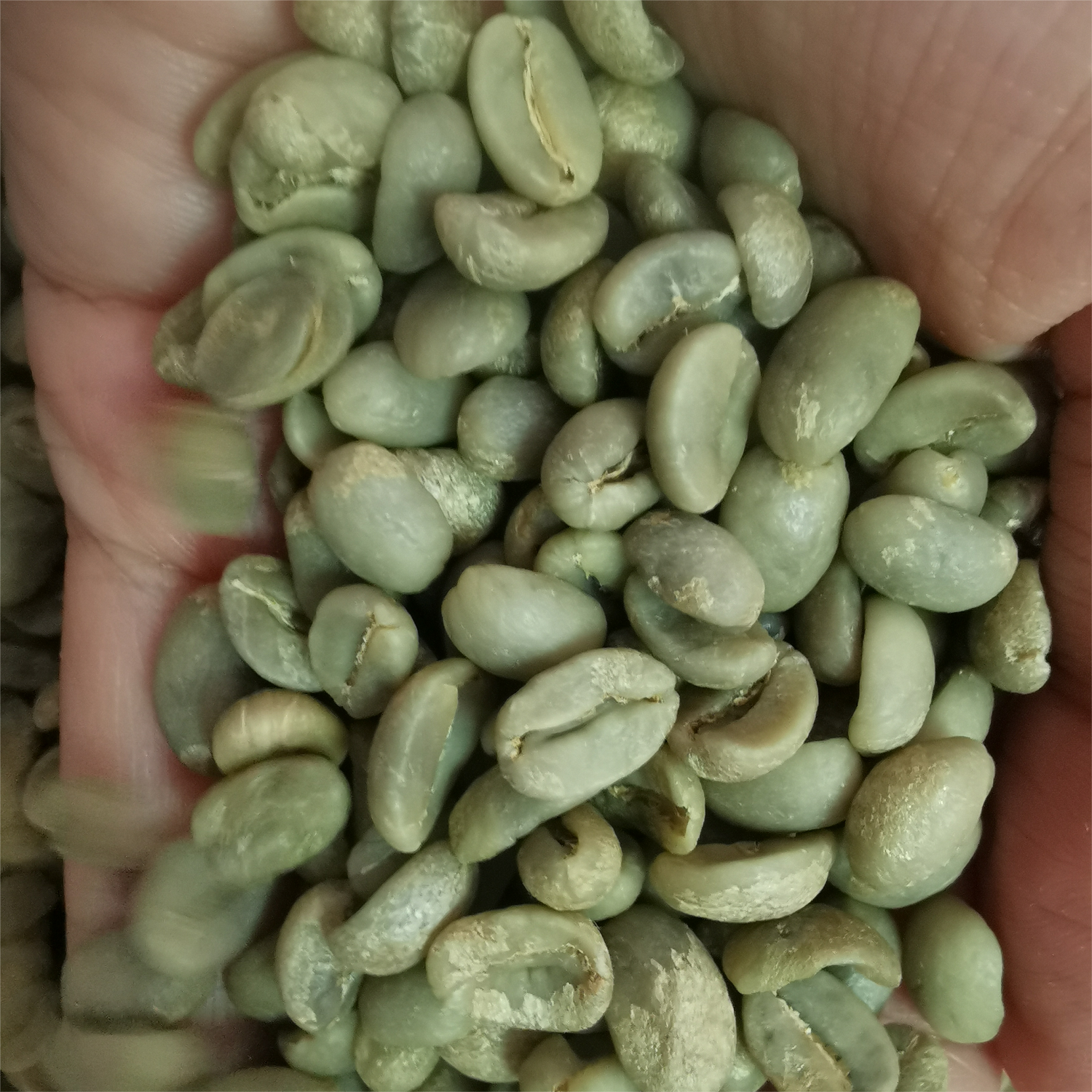 wholesale low price raw and roasted pure Arabica coffee Supply of origin coffee beans