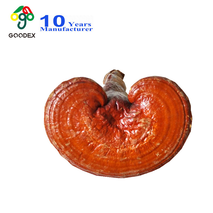 Dried Reishi/ ganoderma lucidum mushroom with high quality