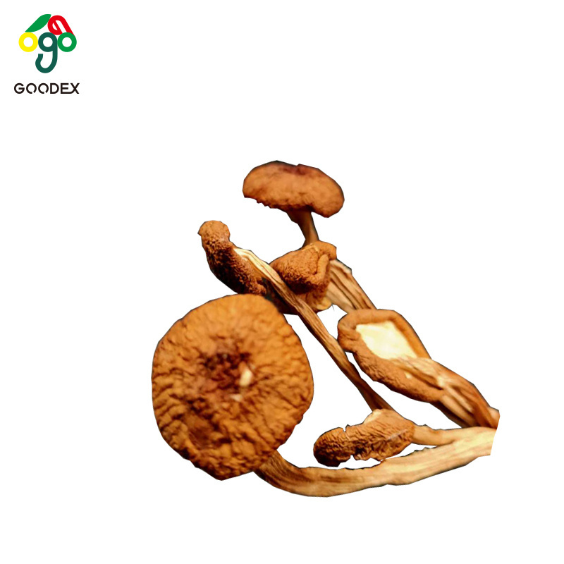 China manufacture edible organic dried agrocybe cylindracea tea tree mushroom