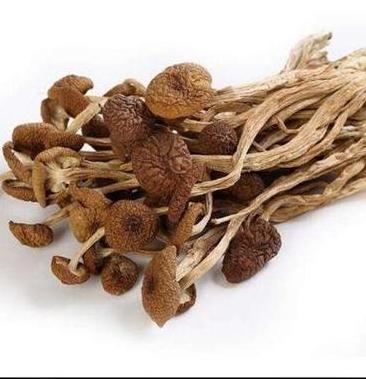 Factory supply direct high quality agrocybe cylindracea  tea tree mushroom