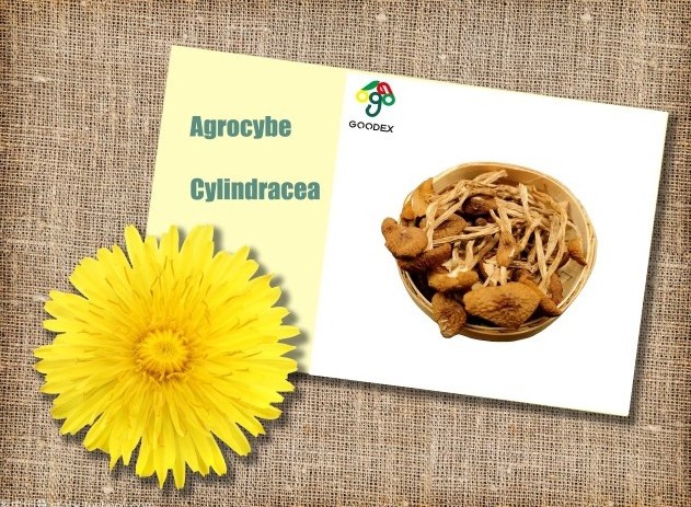 Factory supply direct high quality agrocybe cylindracea  tea tree mushroom