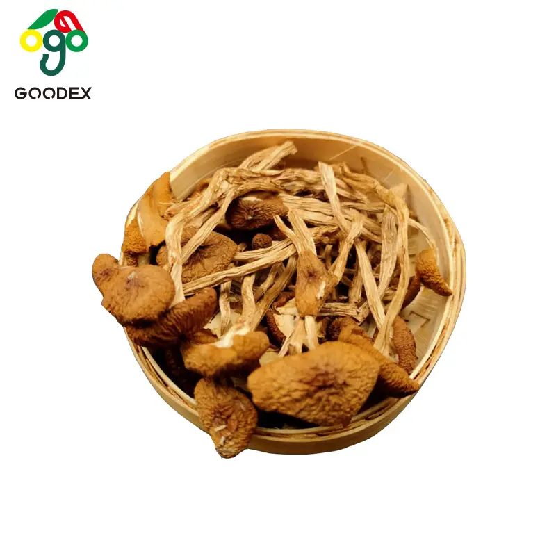 Factory supply direct high quality agrocybe cylindracea  tea tree mushroom