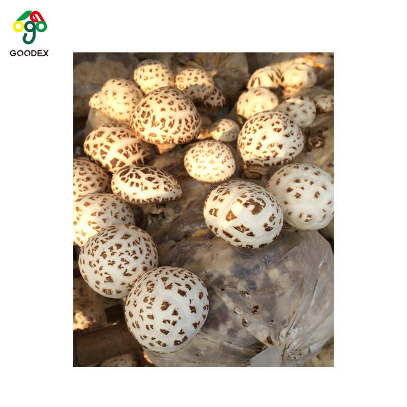 Good quality various size dried  white flower mushroom white flower dried shiitake