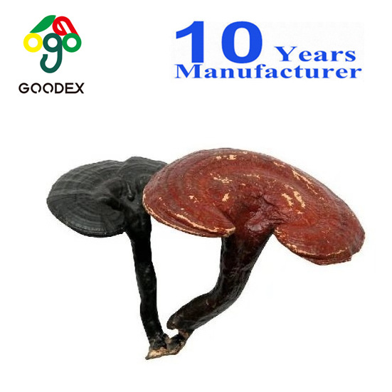 Dried Reishi/ ganoderma lucidum mushroom with high quality