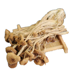 Factory supply direct high quality agrocybe cylindracea  tea tree mushroom