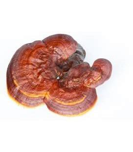 Dried Reishi/ ganoderma lucidum mushroom with high quality