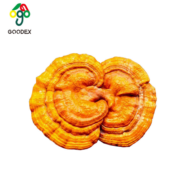 Dried Reishi/ ganoderma lucidum mushroom with high quality